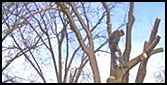 Man Cutting Tree Branches - Tree Removal