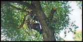 Man in Tree - Tree Removal